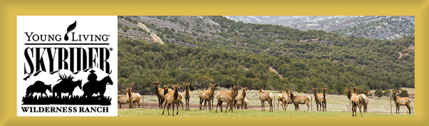 New Einkorn Cookbook